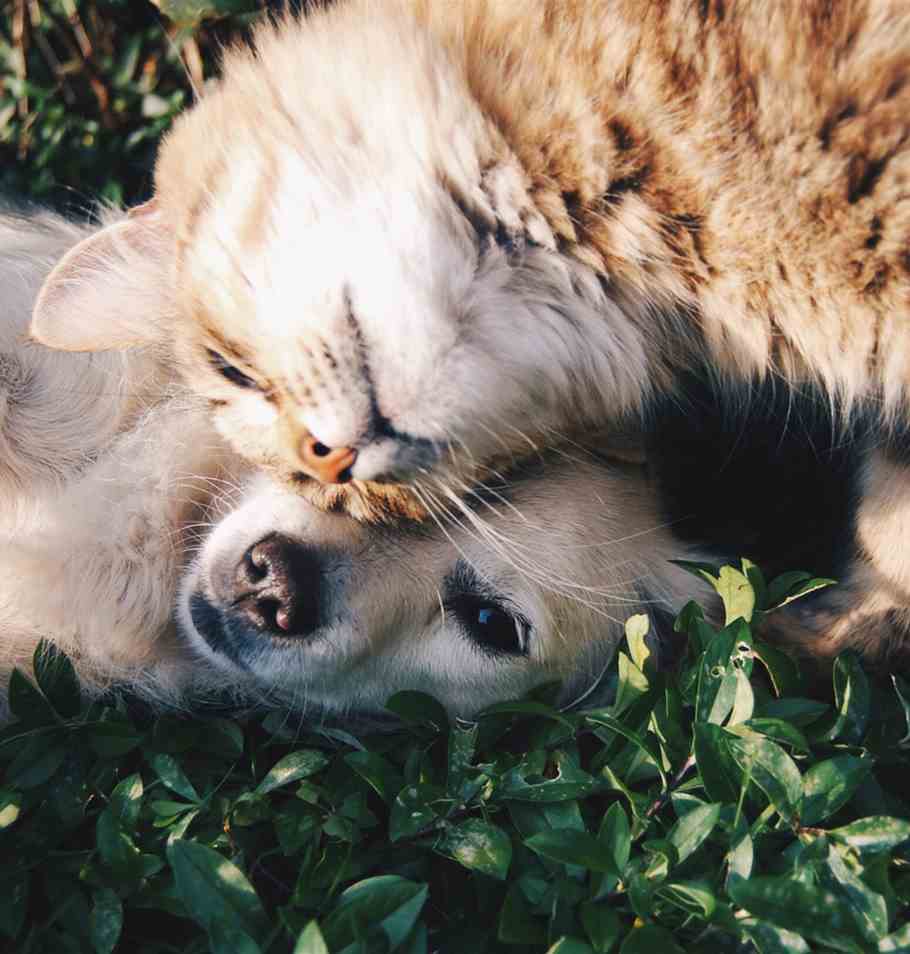 The 2024 PDSA Animal Wellbeing (PAW) Report
